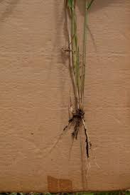 Image result for Ischaemum afrum