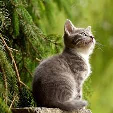 Maybe you would like to learn more about one of these? 35 Kata Kata Indah Tentang Kucing Inspirasi Untuk Kehidupan Ragam Bola Com