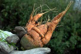 Carrots don't require much space in the garden, so they are a perfect addition to even a small growing carrots in containers need rich fertile potting soil with added compost, or frequent. Carrots Planting Growing And Harvesting Carrots At Home The Old Farmer S Almanac