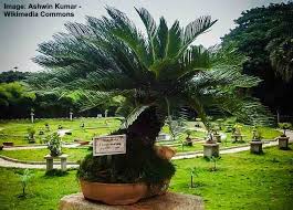 When problems with sago palms are due to improper planting or poor drainage, youll need to repot the planting as soon as possible in suitable soil, not too deep, and with adequate drainage available. Sago Palm Tree Care And Growing Instructions