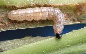 Two species of rootworms that may cause severe damage to corn as both larvae and western corn rootworm beetles can also cause damage by feeding on the green tissue of the leaves. Insect Resistance To Bt Corn Top Crop Managertop Crop Manager
