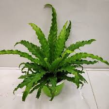 Image result for Asplenium barteri
