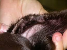 Image result for scabies dog ear