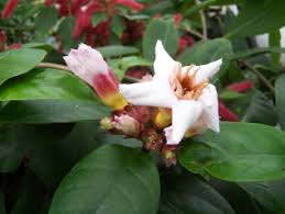 Image result for Strophanthus