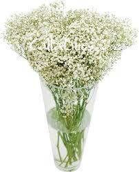 Maybe you would like to learn more about one of these? 53 Lovely Baby S Breath Flower Pictures Images Wallpaper Picsmine