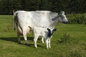 Black And White Cow Breeds Uk Blue Albion Welsh Black X White Dairy Shorthorn Bucking Bulls Barnyard Animals Cattle