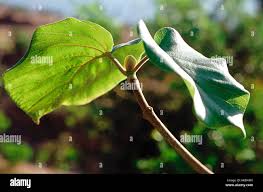 Image result for Burttdavya