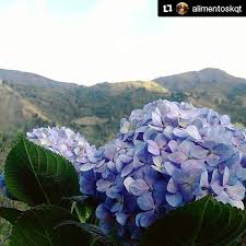 Cacute Es Un Lugar De Lo Mas Lindo Aqui En Merida Y El Plan Perfecto Para Hoy O Manana Paseas En Familia Conocen Admir Mise En Place El Plan Perfecto Helados