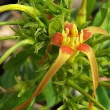 Image result for Strophanthus speciosus