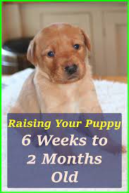 Raising Puppy Puppies Puppy Training Schedule Puppy Care