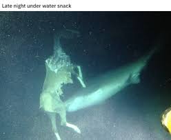 › verified 2 days ago. 30 Cursed Images That Are Genuinely Terrifying Wtf Gallery