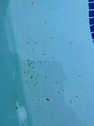 Bugs That Can Swim Under Water In A Pool | Tiktok