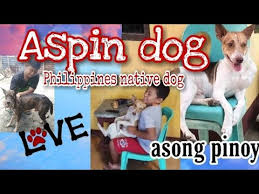 Chewy pharmacy is that simple! Aspin Dog Breed Asong Pinoy Top Dog Facts About The Philippines Native Dog Breed Askal Youtube