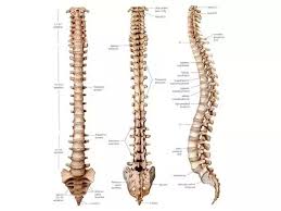 Usually bones that are thin and curved. How Many Vertebrae Are In A Human Spine Quora
