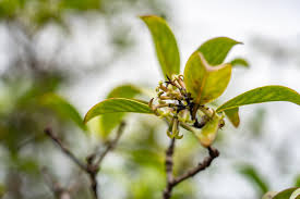 Image result for Rubiaceae