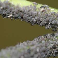 Image result for Crotalaria sphaerocarpa