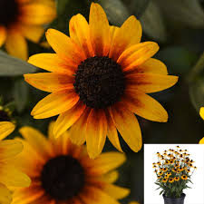 Image result for Rudbeckia