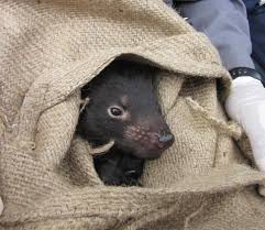 In fact, tasmania is the only place where they are found in the wild. Tasmanian Devils And The Transmissible Cancer That Threatens Their Extinction By University Of Cambridge Cambridge Animal Alphabet Medium