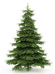Coniferous Trees Gardenerdy