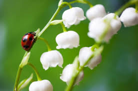 Je l'avais déjà brodée ici sur mon oeuf en chocolat que je. 1er Mai Fete Du Muguet Tout Ce Qu Il Faut Savoir Pour En Vendre Ou Bien Acheter Actualite