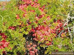 Image result for Schotia afra