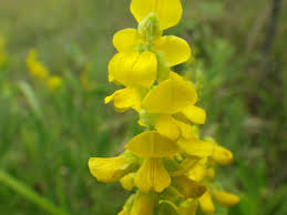 Image result for Eriosema psoraleoides