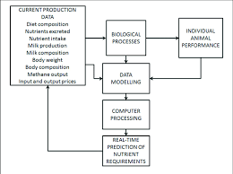 flow chart showing animal model used to predict nutrient