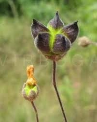 Image result for Wissadula