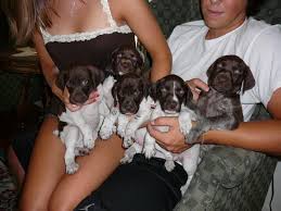 Michigan german wirehaired pointer breeders & kennels | michigan german wirehaired pointers for sale. 10 German Shorthaired Pointer Puppies For Sale In Michigan Michigan Sportsman Forum