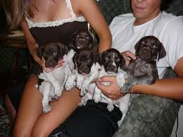 As a puppy they are attractive, but as a breed that comes from german bird dogs, they will have a lot of energy. 10 German Shorthaired Pointer Puppies For Sale In Michigan Michigan Sportsman Forum