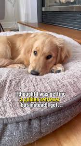 I got the whole package instead 🥹credit: lizzie.bear