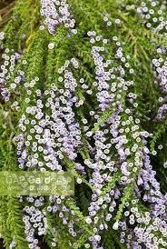 Image result for Fabiana imbricata