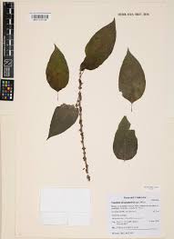 Image result for Droguetia iners