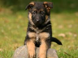 Presqu'à la jonction de copacabana et ipanema découvrez notre sélection des plus beaux hôtels de la côte d'azur. Les Chiens Les Plus Beaux Inthall