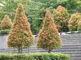 Image result for Eugenia