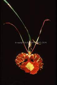 Pin On Orchids