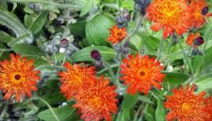 August 31, 2016garden maintenancewhite flower farm. May Invasive Weed Of The Month Orange Hawkweed Clackamas Swcd