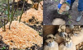 Using sawdust and scraps from pine boards as a garden mulch would infect plants, especially those roses and tomatoes, with dread disease. 11 Smart Uses For Sawdust Around Your Home Garden