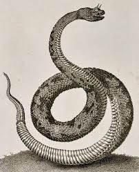 Blackbird Singing In The Dead Of Night Boss Baby The Horned Viper J Wilkes Publisher 1801 Via Dallas Museum Of Art Dallas Museum Of Art Art Commission Art