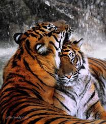 Chasingthegreenfaerie Animals Beautiful Tiger Love Animals Wild
