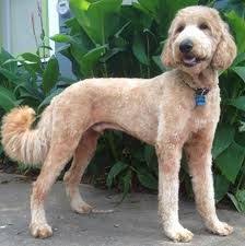 Pin By Melissa Getts On Dogs Goldendoodle Grooming Goldendoodle Haircuts Labradoodle Grooming