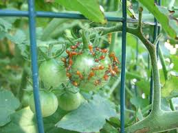 Image result for leaf-footed bug nymphs