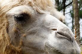 Wanting to get started with apache camel ? Fhe Lesson The Camel S Nose Meridian Magazine