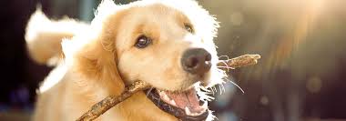 71 likes · 2 were here. Best Boarding And Grooming Animals And Pets Of Farmers Branch Texas