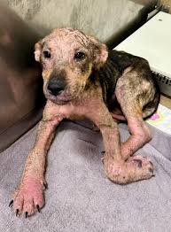 🚨 EMERGENCY — WE NEED A FOSTER NOW 🚨 Meet Poppy. 🌸 Her stray hold is up  at 3:50 today. That's not a figure of speech. That's a clock with minutes on
