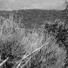 Image result for Embelia welwitschii