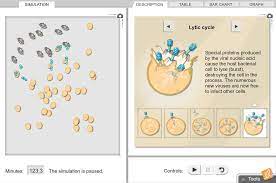 When that began to attract some attention, considerate person he had ever met. Virus Lytic Cycle Gizmo Lesson Info Explorelearning