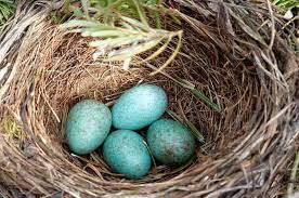Small White Bird Eggs With Brown Spots California Birds Nesting A Week Earlier Than They Did A Century Ago Earlier Breeding Allows Birds To Raise Young At Cooler Temperatures Avoiding Warming Clime Bird Nest Black Bird Bird Eggs