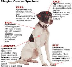 Ringworm, allergies and cushing's disease can also create bald spots. Eastshorevet