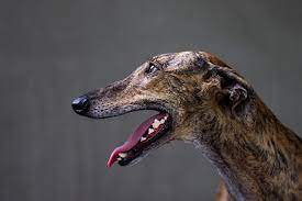 Lorem ipsum dolor sit amet, consectetur adipiscing elit, sed do eiusmod tempor incididunt ut labore did you hear the news? Greyhound Hund Charakter Haltung Pflege Rassebeschreibung